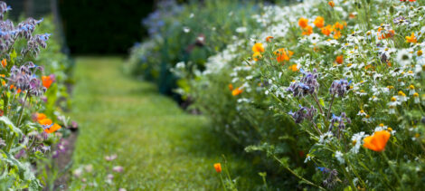 Flower Power: Edible Flowers Image